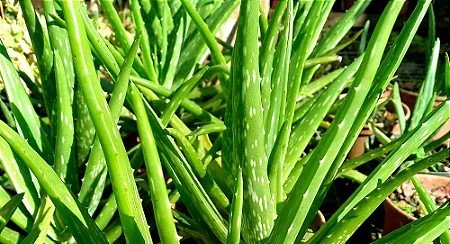 Aloe Vera in the Vivalis formula